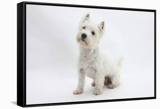 West Highland White Terrier Sitting-Mark Taylor-Framed Stretched Canvas