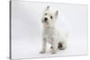 West Highland White Terrier Sitting-Mark Taylor-Stretched Canvas