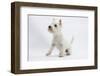 West Highland White Terrier Sitting-Mark Taylor-Framed Photographic Print