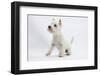 West Highland White Terrier Sitting-Mark Taylor-Framed Photographic Print