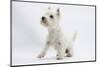 West Highland White Terrier Sitting-Mark Taylor-Mounted Photographic Print