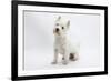 West Highland White Terrier Sitting-Mark Taylor-Framed Photographic Print