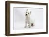 West Highland White Terrier Sitting-Mark Taylor-Framed Photographic Print