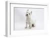 West Highland White Terrier Sitting-Mark Taylor-Framed Photographic Print