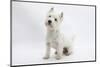 West Highland White Terrier Sitting-Mark Taylor-Mounted Photographic Print