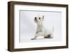 West Highland White Terrier Sitting-Mark Taylor-Framed Photographic Print