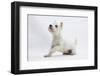 West Highland White Terrier Sitting-Mark Taylor-Framed Photographic Print