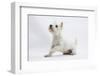West Highland White Terrier Sitting-Mark Taylor-Framed Photographic Print