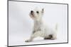 West Highland White Terrier Sitting-Mark Taylor-Mounted Photographic Print