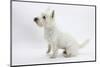 West Highland White Terrier Sitting-Mark Taylor-Mounted Photographic Print