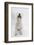 West Highland White Terrier Sitting-Mark Taylor-Framed Photographic Print