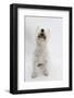 West Highland White Terrier Sitting-Mark Taylor-Framed Photographic Print