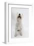 West Highland White Terrier Sitting-Mark Taylor-Framed Photographic Print