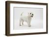 West Highland White Terrier Standing-Mark Taylor-Framed Photographic Print