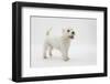 West Highland White Terrier Standing-Mark Taylor-Framed Photographic Print