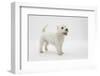 West Highland White Terrier Standing-Mark Taylor-Framed Photographic Print