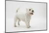 West Highland White Terrier Standing-Mark Taylor-Mounted Photographic Print