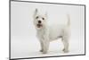 West Highland White Terrier Standing-Mark Taylor-Mounted Photographic Print