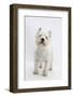 West Highland White Terrier Standing-Mark Taylor-Framed Photographic Print