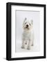 West Highland White Terrier Standing-Mark Taylor-Framed Photographic Print