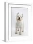 West Highland White Terrier Standing-Mark Taylor-Framed Photographic Print