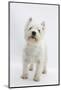 West Highland White Terrier Standing-Mark Taylor-Mounted Photographic Print
