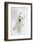 West Highland White Terrier Standing-Mark Taylor-Framed Photographic Print