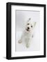 West Highland White Terrier Standing-Mark Taylor-Framed Photographic Print