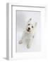 West Highland White Terrier Standing-Mark Taylor-Framed Photographic Print