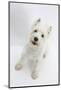 West Highland White Terrier Standing-Mark Taylor-Mounted Photographic Print