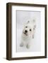 West Highland White Terrier Standing-Mark Taylor-Framed Photographic Print