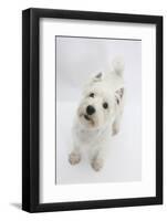 West Highland White Terrier Standing-Mark Taylor-Framed Photographic Print