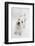 West Highland White Terrier Standing-Mark Taylor-Framed Photographic Print