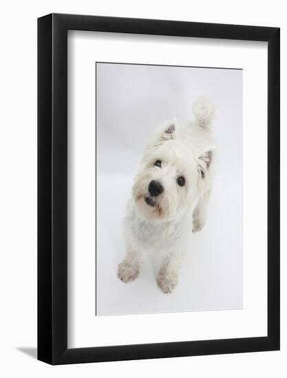 West Highland White Terrier Standing-Mark Taylor-Framed Photographic Print