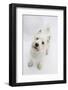 West Highland White Terrier Standing-Mark Taylor-Framed Photographic Print