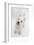 West Highland White Terrier Standing-Mark Taylor-Framed Photographic Print