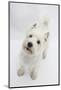 West Highland White Terrier Standing-Mark Taylor-Mounted Photographic Print