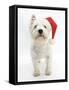 West Highland White Terrier Wearing a Father Christmas Hat-Mark Taylor-Framed Stretched Canvas