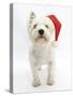 West Highland White Terrier Wearing a Father Christmas Hat-Mark Taylor-Stretched Canvas