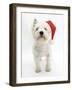 West Highland White Terrier Wearing a Father Christmas Hat-Mark Taylor-Framed Photographic Print