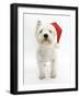 West Highland White Terrier Wearing a Father Christmas Hat-Mark Taylor-Framed Photographic Print
