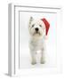 West Highland White Terrier Wearing a Father Christmas Hat-Mark Taylor-Framed Photographic Print