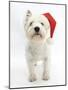 West Highland White Terrier Wearing a Father Christmas Hat-Mark Taylor-Mounted Photographic Print