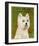 West Highland White Terrier-John Golden-Framed Art Print