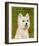 West Highland White Terrier-John Golden-Framed Art Print
