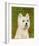 West Highland White Terrier-John Golden-Framed Art Print