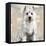 West Highland White Terrier-Keri Rodgers-Framed Stretched Canvas