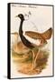 West Indian Bustard-John Gould-Framed Stretched Canvas