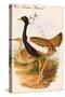 West Indian Bustard-John Gould-Stretched Canvas