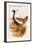 West Indian Bustard-John Gould-Framed Art Print